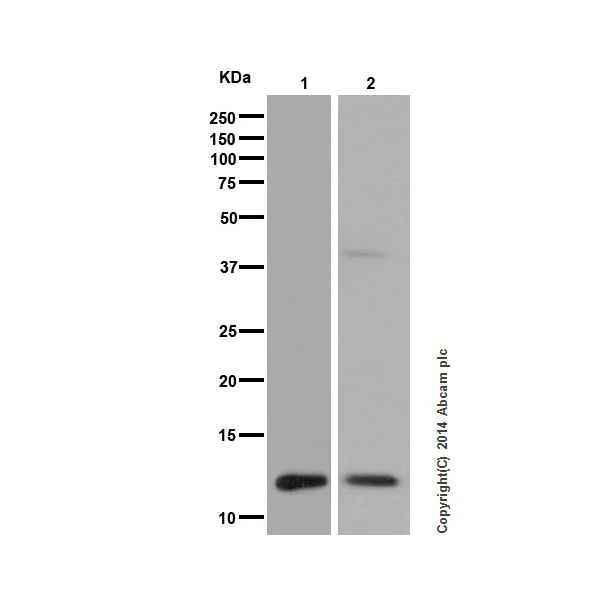 Western blot - Anti-Histone H4 (mono methyl K20) antibody [EPR16999] - ChIP Grade (AB177188)