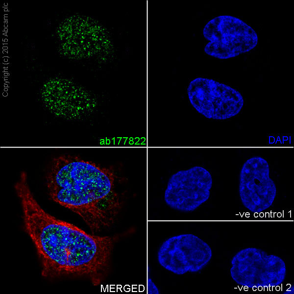 Immunocytochemistry/ Immunofluorescence - Anti-Histone H4 (mono methyl K31) antibody [EPR17913] - BSA and Azide free (AB249999), expandable thumbnail