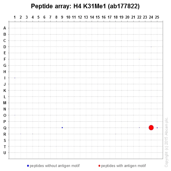 Peptide Array - Anti-Histone H4 (mono methyl K31) antibody [EPR17913] - BSA and Azide free (AB249999)