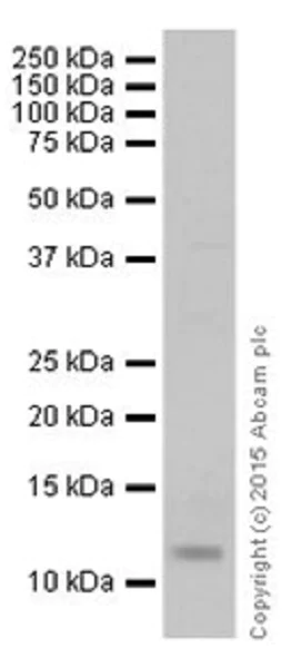 Western blot - Anti-Histone H4 (mono methyl K31) antibody [EPR17913] - BSA and Azide free (AB249999)