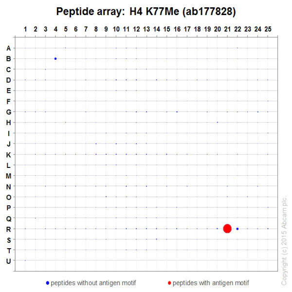 Peptide Array - Anti-Histone H4 (mono methyl K77) antibody [EPR17921(2)] (AB177828)