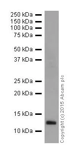 Western blot - Anti-Histone H4 (mono methyl K77) antibody [EPR17921(2)] (AB177828)