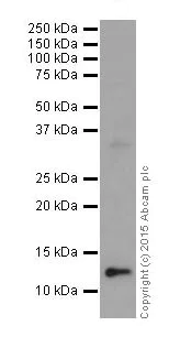 Western blot - Anti-Histone H4 (mono methyl K77) antibody [EPR17921(2)] (AB177828)
