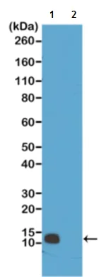 Western blot - Anti-Histone H4 (mono methyl R3) antibody [RM195] (AB214657)