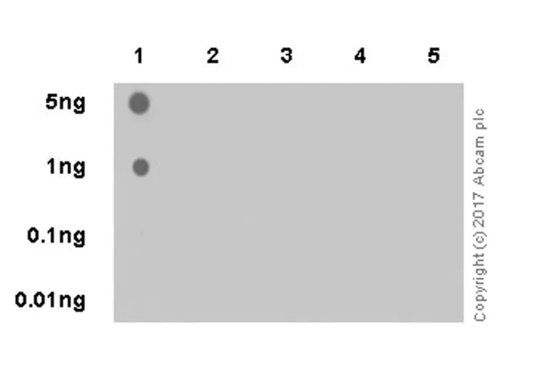 Dot Blot - Anti-Histone H4 (mono methyl R78) antibody [EPR19561] (AB202036)