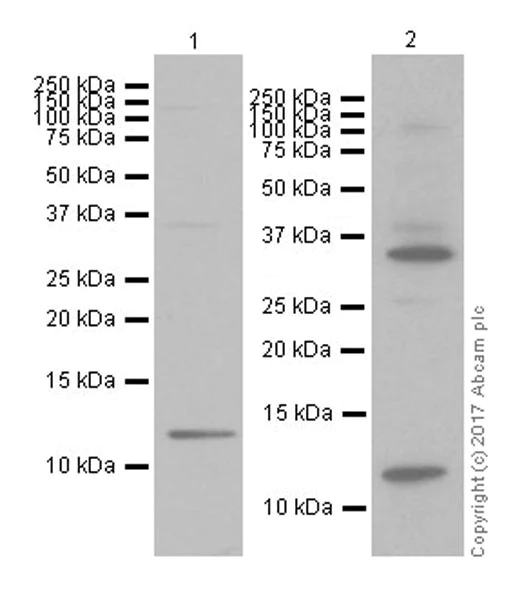Western blot - Anti-Histone H4 (mono methyl R78) antibody [EPR19561] (AB202036)