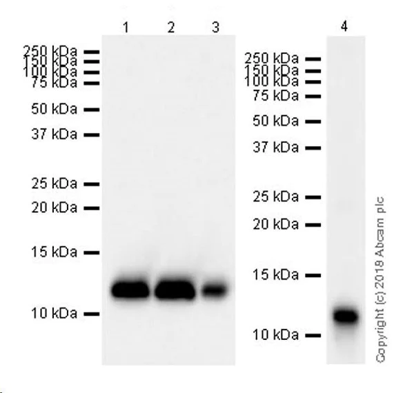Western blot - Anti-Histone H4 (mono methyl R92) antibody [EPR21782] (AB219797)