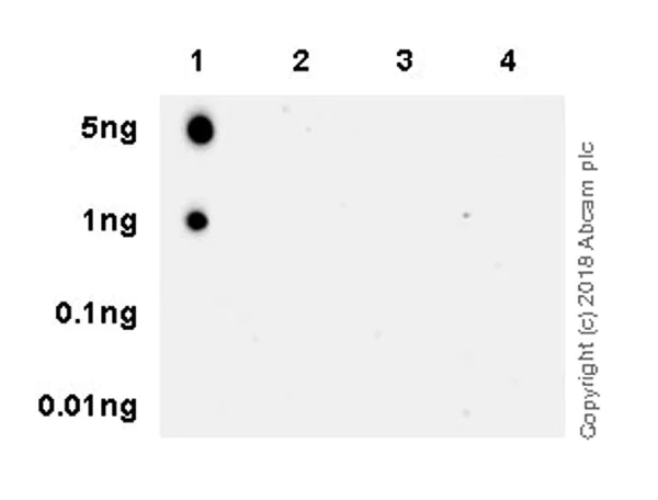 Dot Blot - Anti-Histone H4 (mono methyl R92) antibody [EPR21782] - BSA and Azide free (AB236214)