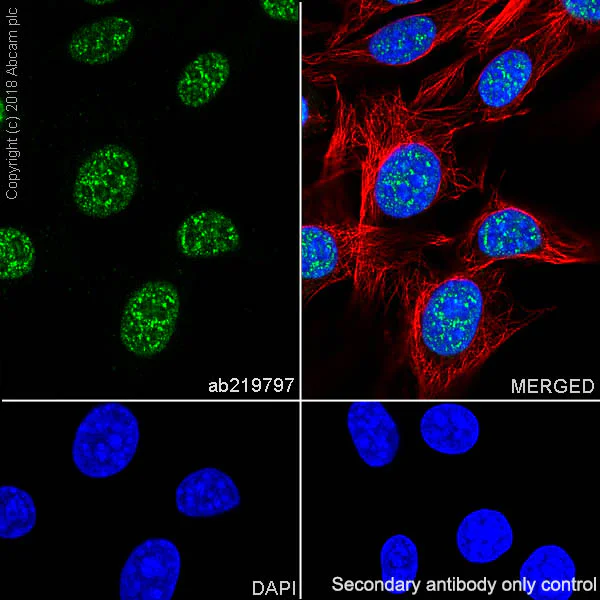 Immunocytochemistry/ Immunofluorescence - Anti-Histone H4 (mono methyl R92) antibody [EPR21782] - BSA and Azide free (AB236214)