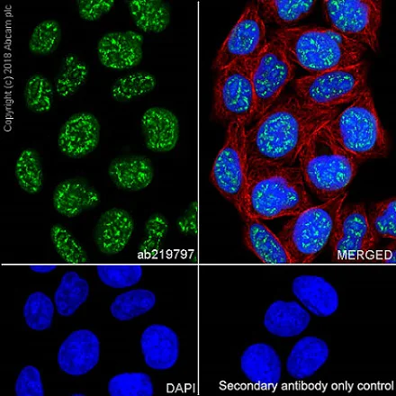 Immunocytochemistry/ Immunofluorescence - Anti-Histone H4 (mono methyl R92) antibody [EPR21782] - BSA and Azide free (AB236214)