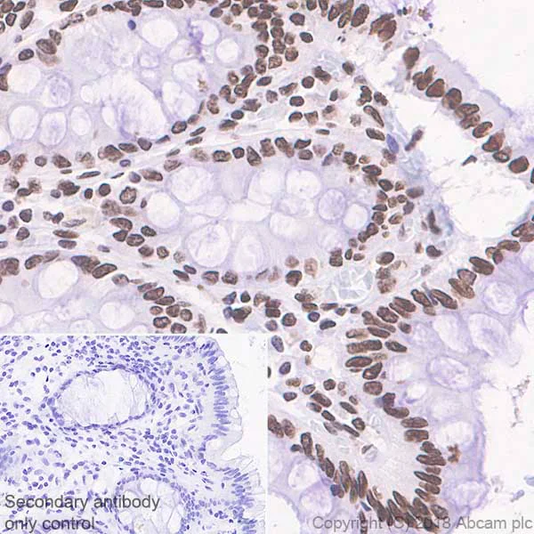 Immunohistochemistry (Formalin/PFA-fixed paraffin-embedded sections) - Anti-Histone H4 (mono methyl R92) antibody [EPR21782] - BSA and Azide free (AB236214)