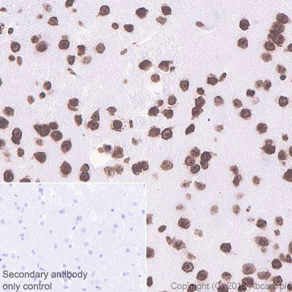 Immunohistochemistry (Formalin/PFA-fixed paraffin-embedded sections) - Anti-Histone H4 (mono methyl R92) antibody [EPR21782] - BSA and Azide free (AB236214)