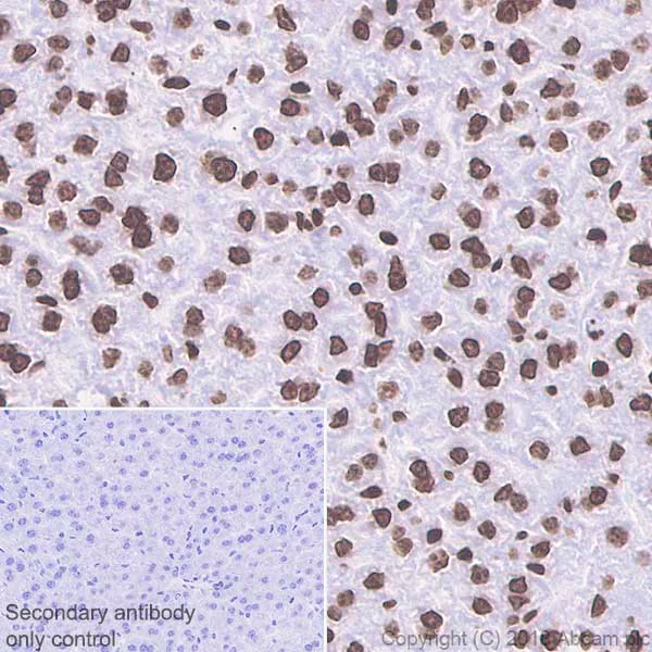 Immunohistochemistry (Formalin/PFA-fixed paraffin-embedded sections) - Anti-Histone H4 (mono methyl R92) antibody [EPR21782] - BSA and Azide free (AB236214)