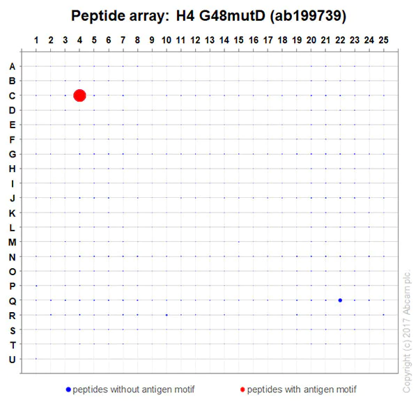 Peptide Array - Anti-Histone H4 (mutated G48D) antibody [EP19111] (AB199739)