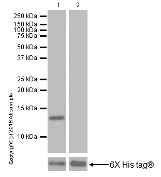 Western blot - Anti-Histone H4 (mutated G48D) antibody [EP19111] (AB199739)