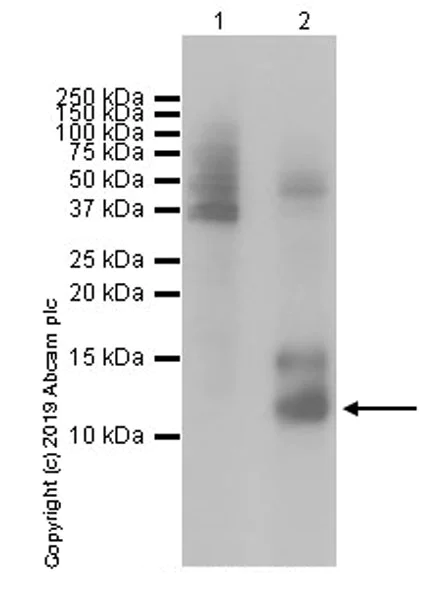 Western blot - Anti-Histone H4 (mutated G48D) antibody [EP19111] (AB199739)