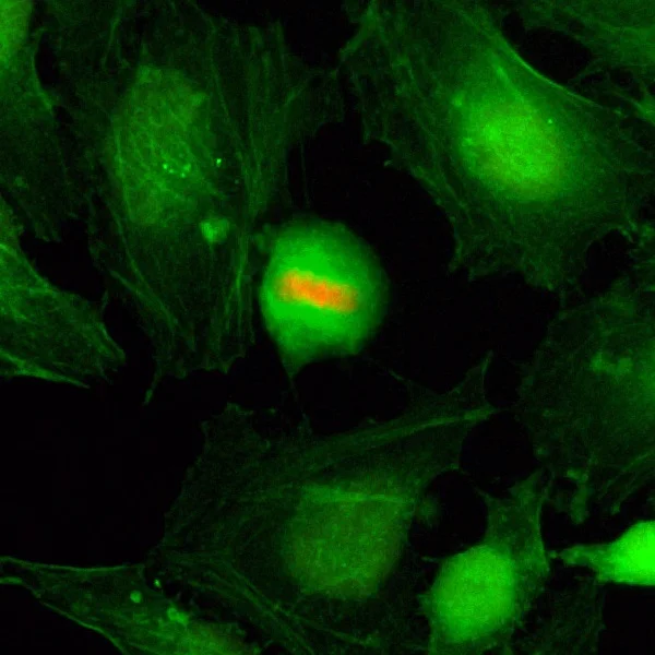 Immunocytochemistry/ Immunofluorescence - Anti-Histone H4 (phospho S1) antibody [RM194] (AB222769)