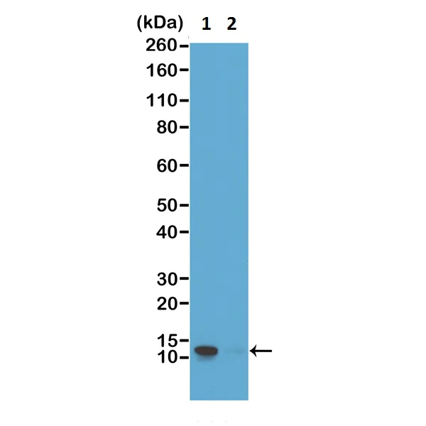 Western blot - Anti-Histone H4 (phospho S1) antibody [RM194] (AB222769)