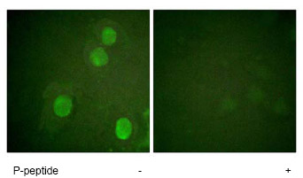 Immunocytochemistry/ Immunofluorescence - Anti-Histone H4 (phospho S47) antibody (AB61061)