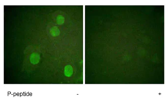 Immunocytochemistry/ Immunofluorescence - Anti-Histone H4 (phospho S47) antibody (AB61061)
