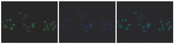 Immunocytochemistry/ Immunofluorescence - Anti-Histone H4 (symmetric di methyl R3) antibody (AB231658)