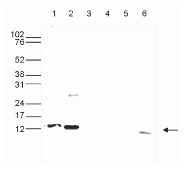 Western blot - Anti-Histone H4 (symmetric di methyl R3) antibody (AB231658)