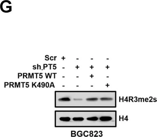 Western blot - Anti-Histone H4 (symmetric di methyl R3) antibody (AB5823)