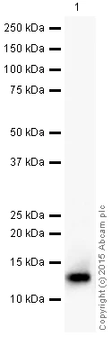 Western blot - Anti-Histone H4 (symmetric di methyl R3) antibody (AB5823)