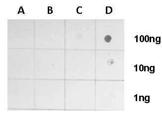 Dot Blot - Anti-Histone H4 (tri methyl K20) antibody (AB227884)