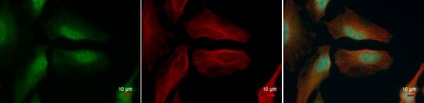 Immunocytochemistry/ Immunofluorescence - Anti-Histone H4 (tri methyl K20) antibody (AB227884), expandable thumbnail