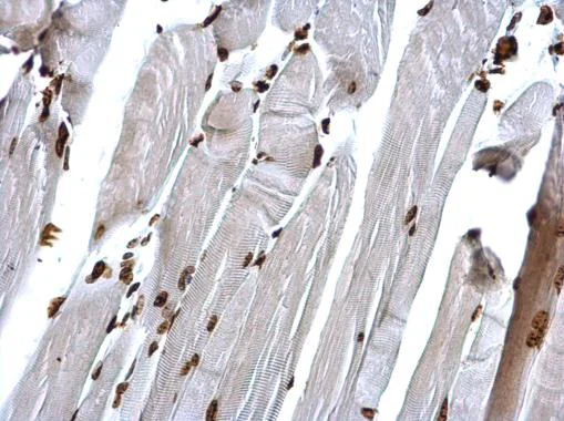 Immunohistochemistry (Formalin/PFA-fixed paraffin-embedded sections) - Anti-Histone H4 (tri methyl K20) antibody (AB227884)