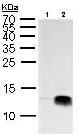 Western blot - Anti-Histone H4 (tri methyl K20) antibody (AB227884), expandable thumbnail
