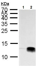 Western blot - Anti-Histone H4 (tri methyl K20) antibody (AB227884)