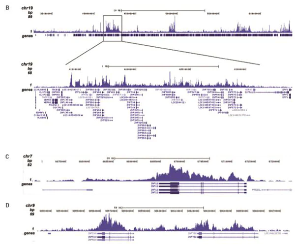ChIP-sequencing - Anti-Histone H4 (tri methyl K20) antibody - ChIP Grade (AB195479)