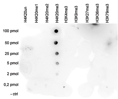 Dot Blot - Anti-Histone H4 (tri methyl K20) antibody - ChIP Grade (AB195479), expandable thumbnail