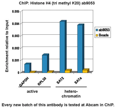 ChIP - Anti-Histone H4 (tri methyl K20) antibody - ChIP Grade (AB9053)