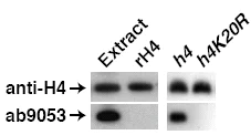 Western blot - Anti-Histone H4 (tri methyl K20) antibody - ChIP Grade (AB9053)
