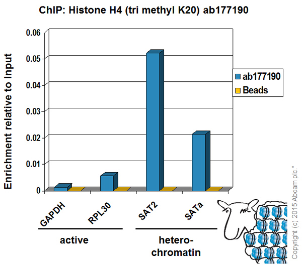 ChIP - Anti-Histone H4 (tri methyl K20) antibody [EPR17001(2)] - BSA and Azide free (AB239410), expandable thumbnail
