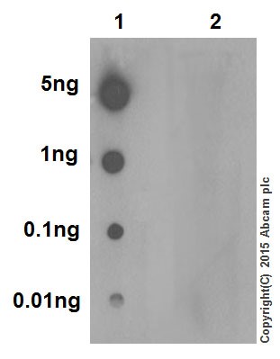 Dot Blot - Anti-Histone H4 (tri methyl K20) antibody [EPR17001(2)] - BSA and Azide free (AB239410), expandable thumbnail