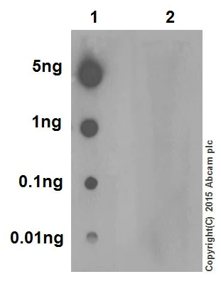 Dot Blot - Anti-Histone H4 (tri methyl K20) antibody [EPR17001(2)] - BSA and Azide free (AB239410)