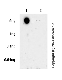 Dot Blot - Anti-Histone H4 (tri methyl K20) antibody [EPR17001(2)] - BSA and Azide free (ab239410), expandable thumbnail