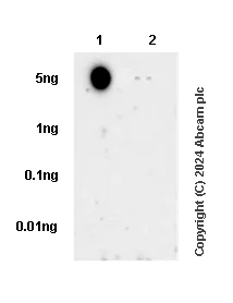 Dot Blot - Anti-Histone H4 (tri methyl K20) antibody [EPR17001(2)] - BSA and Azide free (AB239410)