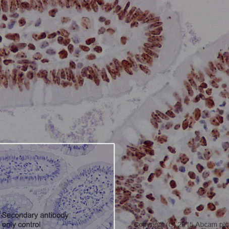 Immunohistochemistry (Formalin/PFA-fixed paraffin-embedded sections) - Anti-Histone H4 (tri methyl K20) antibody [EPR17001(2)] - BSA and Azide free (AB239410)