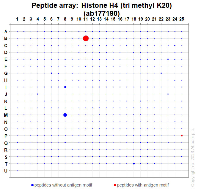 Peptide Array - Anti-Histone H4 (tri methyl K20) antibody [EPR17001(2)] - BSA and Azide free (ab239410), expandable thumbnail