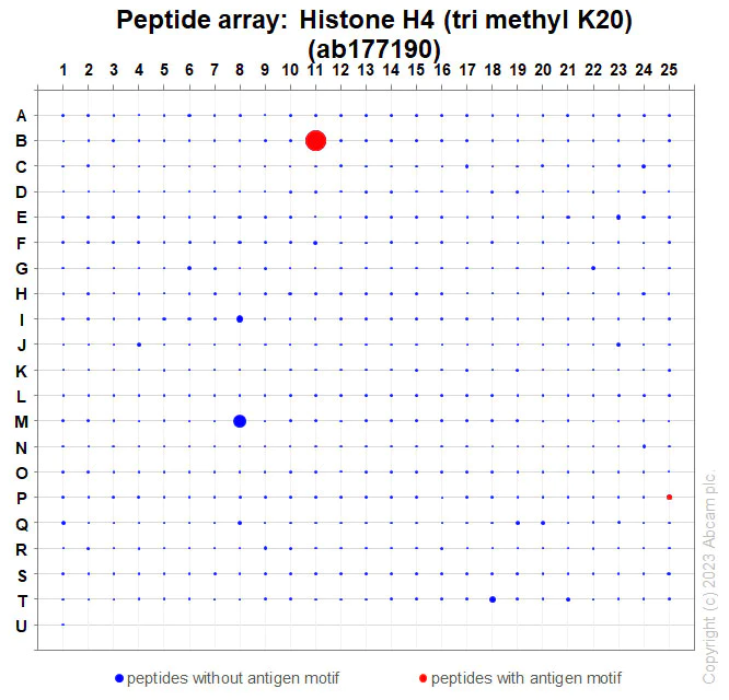 Peptide Array - Anti-Histone H4 (tri methyl K20) antibody [EPR17001(2)] - BSA and Azide free (AB239410)