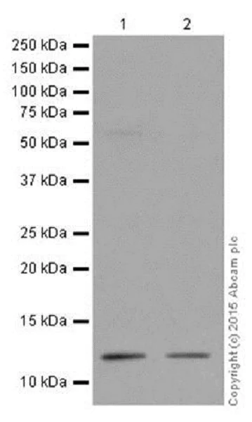 Western blot - Anti-Histone H4 (tri methyl K20) antibody [EPR17001(2)] - ChIP Grade (AB177190)