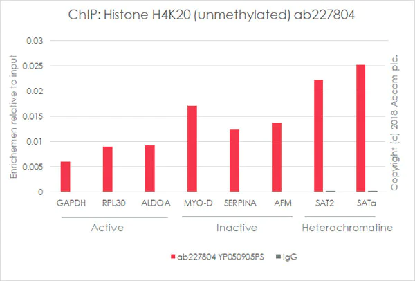 ChIP - Anti-Histone H4 (unmodified K20) antibody [EPR22116] - BSA and Azide free (AB236241)