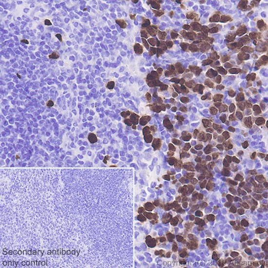 Immunohistochemistry (Formalin/PFA-fixed paraffin-embedded sections) - Anti-Histone H4 (unmodified K20) antibody [EPR22116] - BSA and Azide free (AB236241)