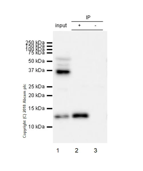 Immunoprecipitation - Anti-Histone H4 (unmodified K20) antibody [EPR22116] - BSA and Azide free (AB236241)