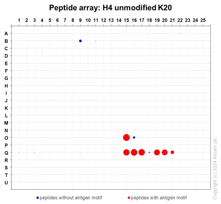 Peptide Array - Anti-Histone H4 (unmodified K20) antibody [EPR22116] - BSA and Azide free (AB236241)